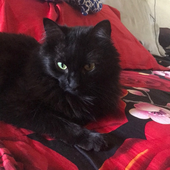 Cat - Picture 1 of 6